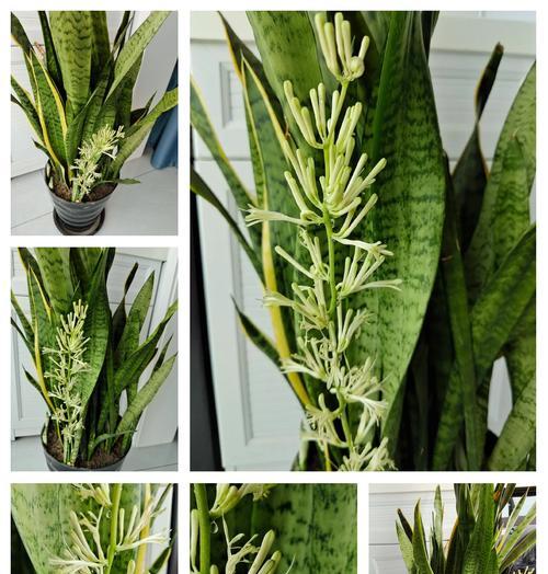 虎皮兰的花语是什么？虎皮兰寓意着什么？