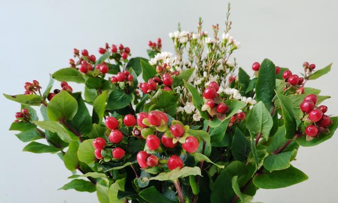 哪种花的花语代表相思？相思花的花语是什么？