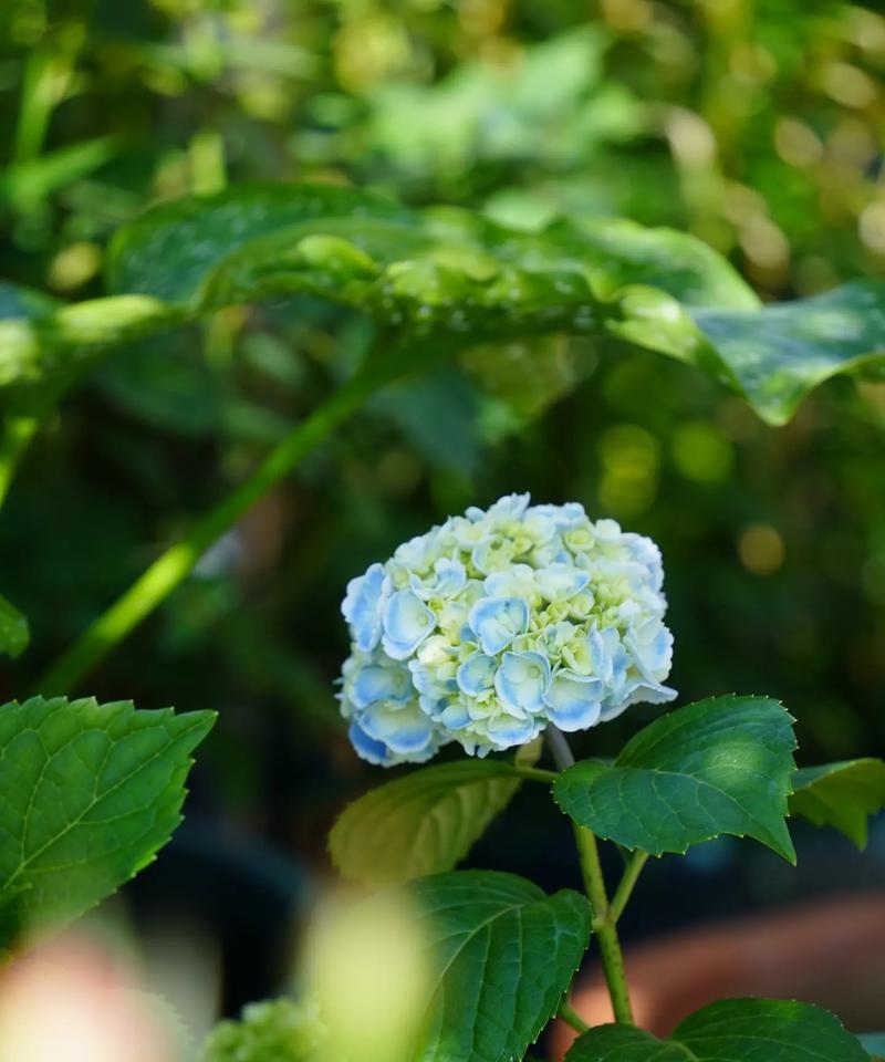 绣球花的花语是什么？绣球花寓意着什么？