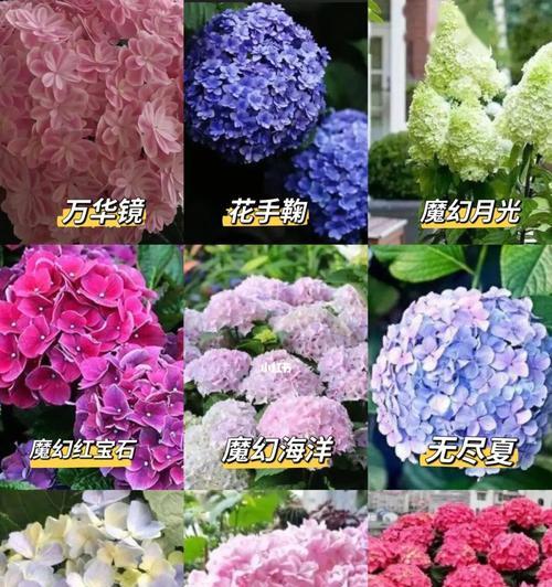 绣球花的花语是什么？绣球花寓意着什么？