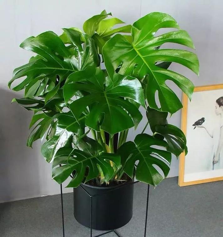 龟背竹的花语是什么？它有哪些寓意？