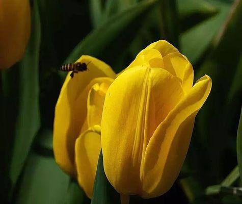 棕色郁金香的花语是什么？它象征着什么？
