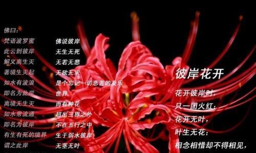 哪些花带有传说？它们的花语有哪些？
