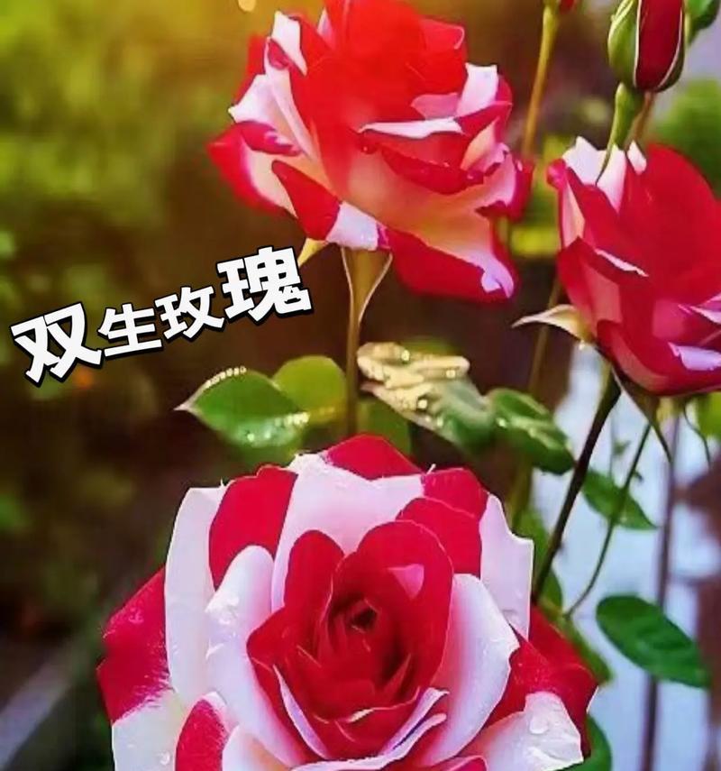 哪些花带有传说？它们的花语有哪些？