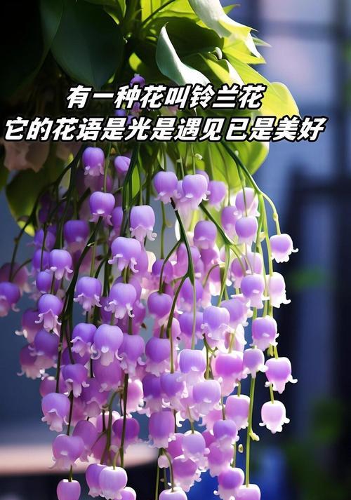 哪些花带有传说？它们的花语有哪些？