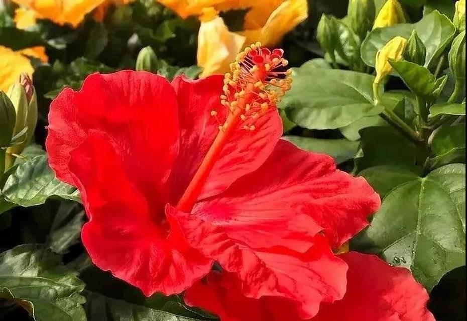 扶桑花的花语是什么？煤污病对扶桑花有何影响？