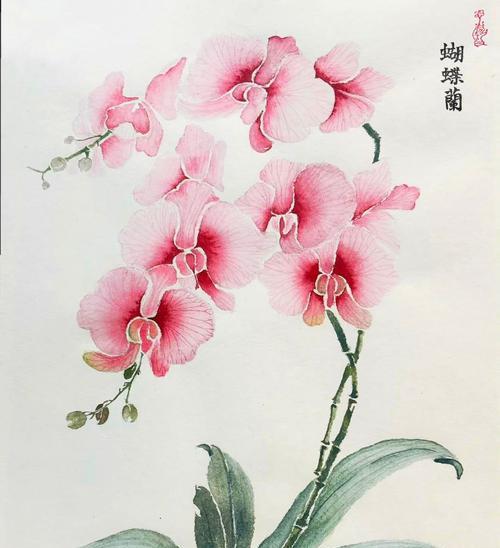 蝴蝶兰在美国的花语是什么？它有哪些文化意义？