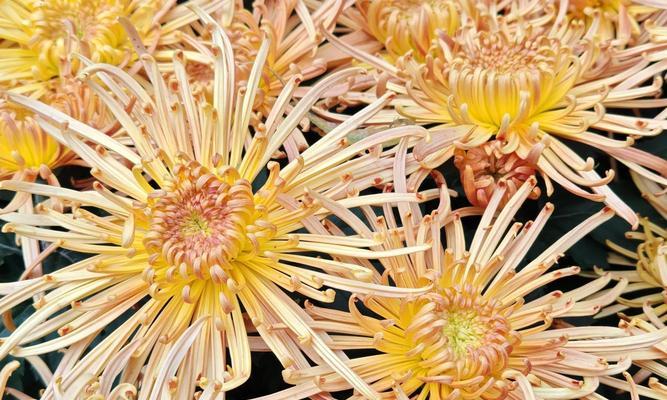 所有菊花的品种有哪些？如何区分不同的菊花品种？