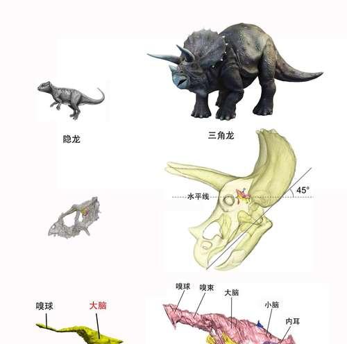 龙的繁殖过程是怎样的？