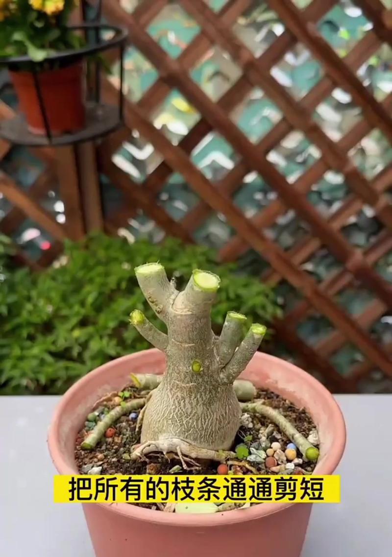 盆栽小玫瑰的正确养护方式是什么？
