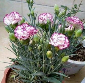 康乃馨种植的技巧是什么？如何让康乃馨花开得更鲜艳？