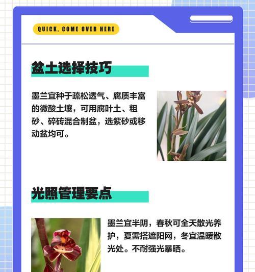 墨兰长得好的养殖技巧有哪些？