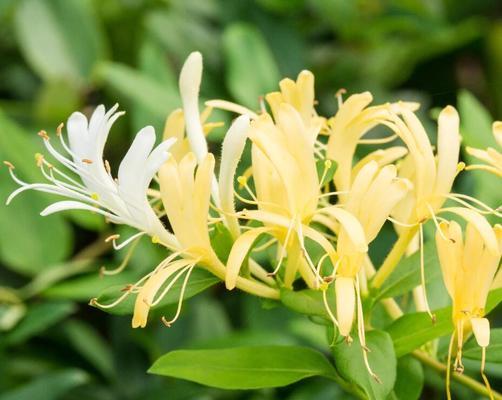 金银花的浇水技巧？如何正确浇水促进金银花生长？