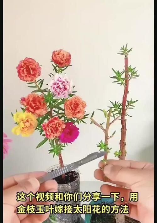 金枝玉叶花繁殖方法有哪些？步骤详解？