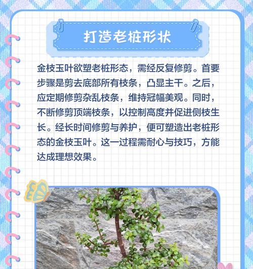 金枝玉叶花繁殖方法有哪些？步骤详解？