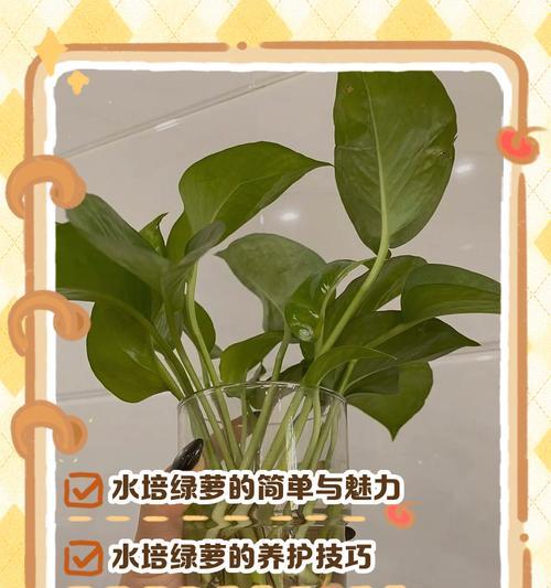 水培绿萝的正确方法和注意事项是什么？