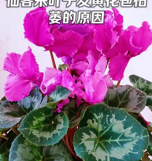 仙客来花叶倒下是什么原因？如何处理？