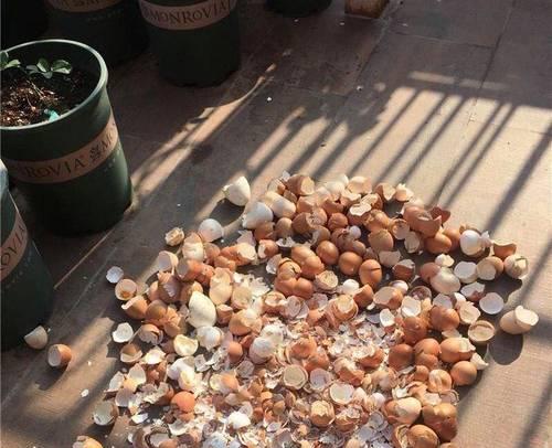 鸡蛋壳如何制作成花肥以及使用方法是什么？