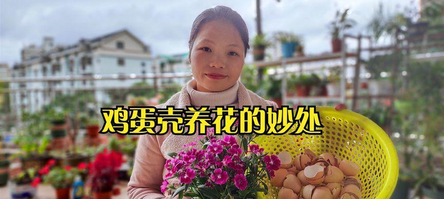 鸡蛋壳如何制作成花肥以及使用方法是什么？