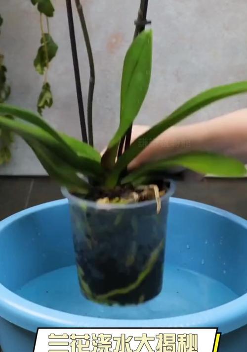 兰花浇水的正确时机是什么时候？如何判断兰花是否需要浇水？