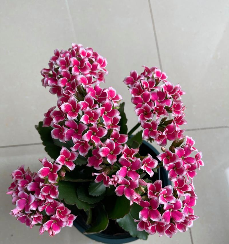 长寿花的品种有哪些？如何挑选最适合的长寿花？