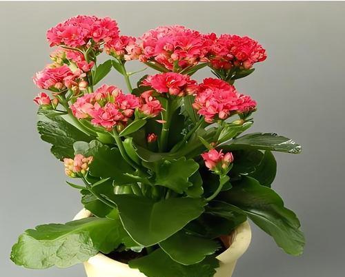 长寿花的品种有哪些？如何挑选最适合的长寿花？