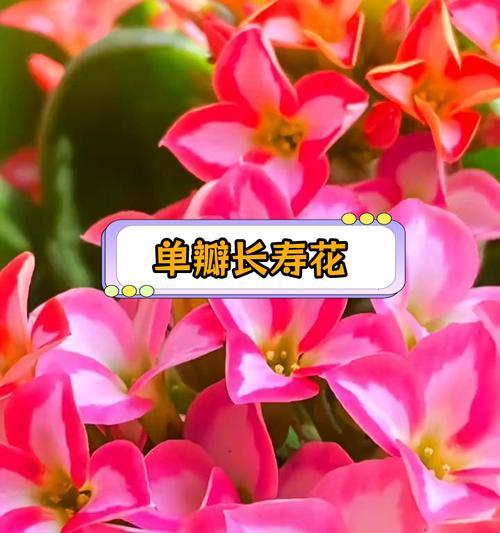 长寿花的品种有哪些？如何挑选最适合的长寿花？