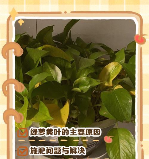 绿萝的施肥技巧有哪些？如何正确给绿萝施肥？