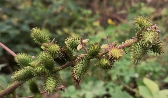 苍耳是什么植物？它的特点和用途是什么？