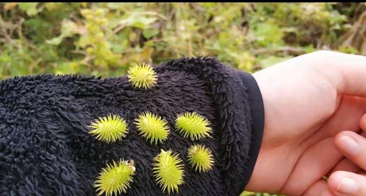 苍耳是什么植物？它的特点和用途是什么？