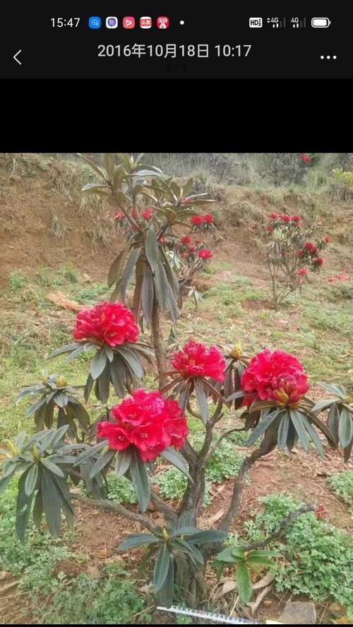 高山杜鹃花有哪些品种？如何选择适合的品种？