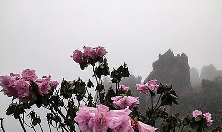 高山杜鹃花有哪些品种？如何选择适合的品种？