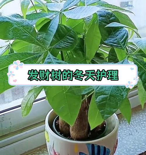 发财树盆景的养护技巧和常见问题？