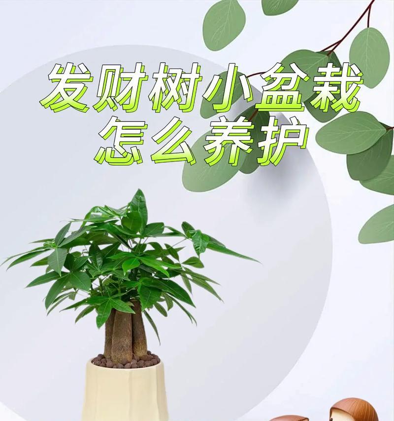 发财树盆景的养护技巧和常见问题？