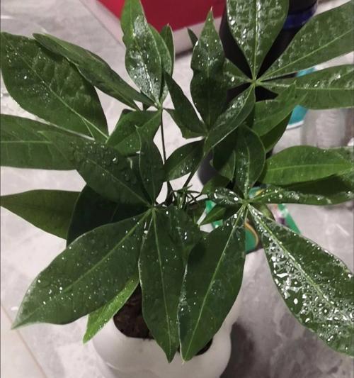发财树盆景的养护技巧和常见问题？