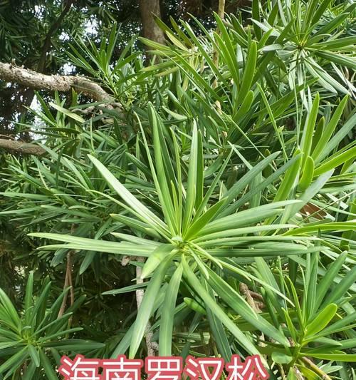 云南罗汉松有哪些品种？如何选择最佳品种？