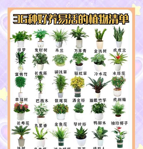 办公室摆放花卉推荐：哪些花最合适？
