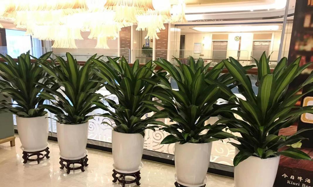 办公室摆放花卉推荐：哪些花最合适？