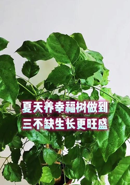 幸福树怎么养的大？有哪些注意事项？