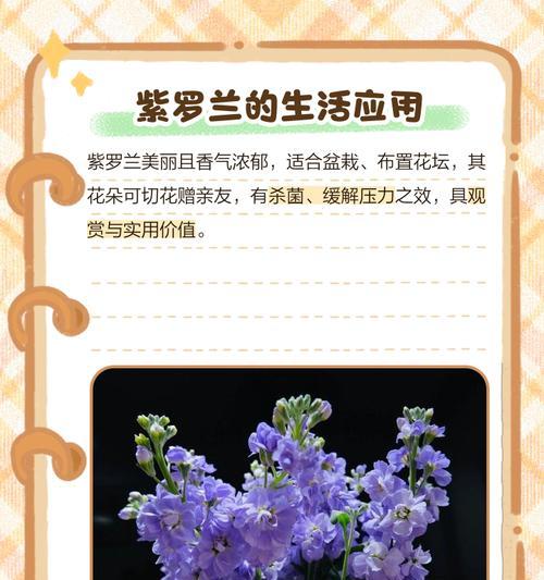 紫罗兰象征什么？紫罗兰的花语和文化意义是什么？