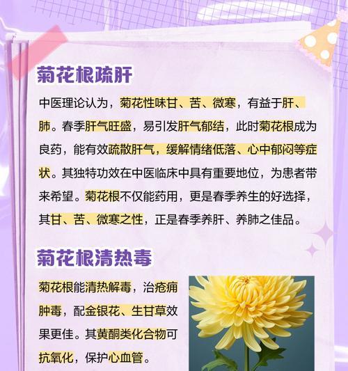 非洲菊烂根的处理方法是什么？如何预防？