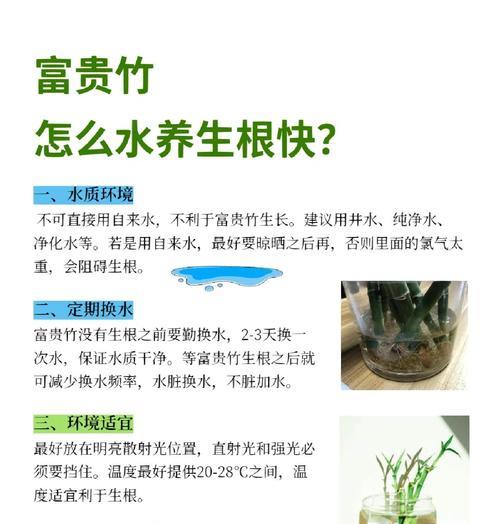 富贵竹黄叶问题的解决办法是什么？