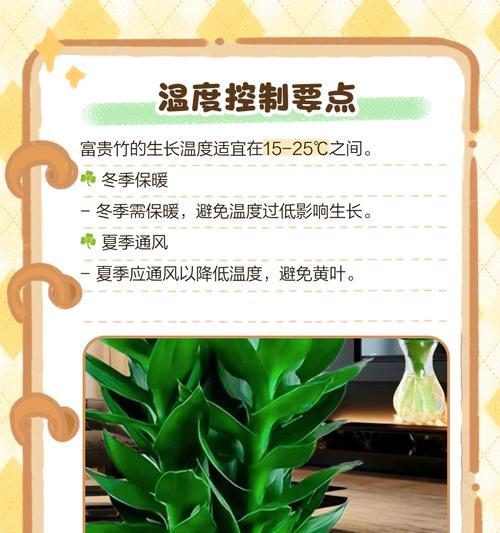 富贵竹黄叶问题的解决办法是什么？