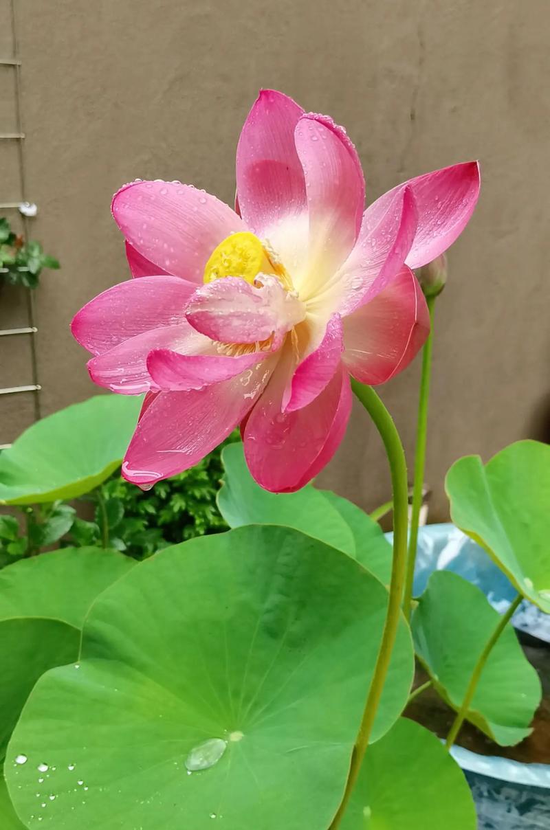 荷花什么时候盛开？荷花的最佳观赏季节是什么时候？