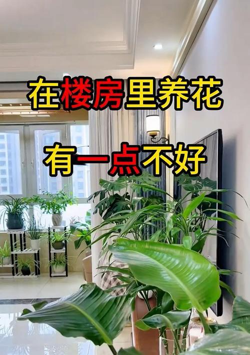 楼房环境适合哪些花卉？养护技巧是什么？