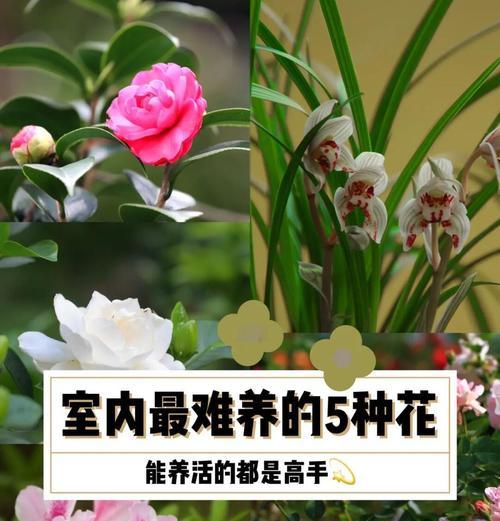 楼房环境适合哪些花卉？养护技巧是什么？