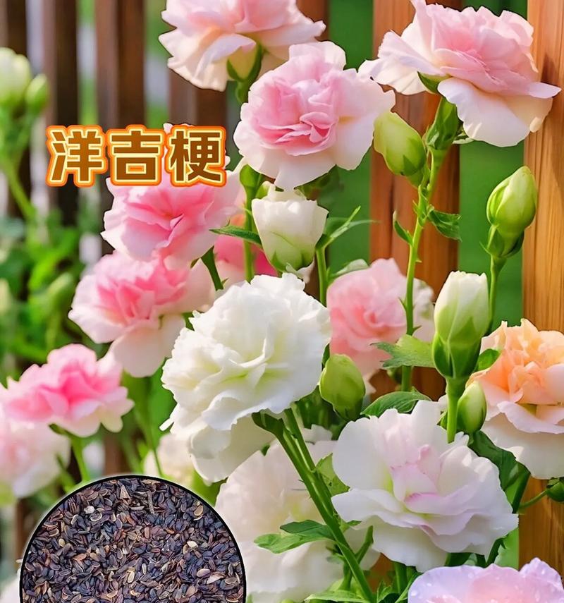 洋桔梗播种的最佳时间是什么时候？