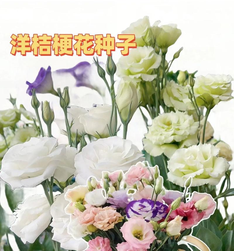 洋桔梗播种的最佳时间是什么时候？