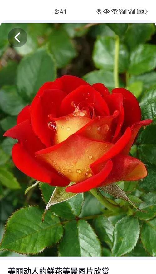 月季花象征着什么意义？
