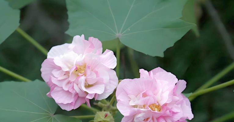 芙蓉花的养殖环境和管理要点是什么？如何延长花期？